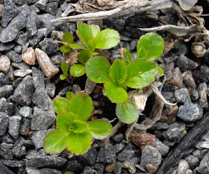 Campanula dasyantha ssp chamissonis